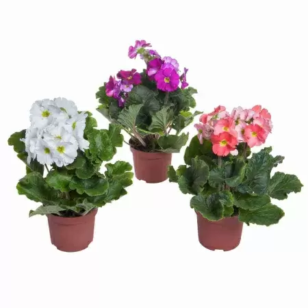 Примула обыкновенная гибрид