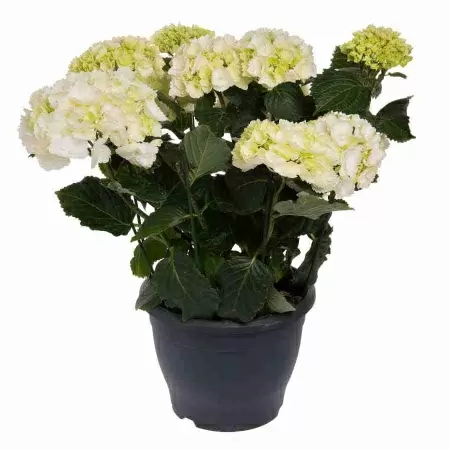 Гортензия Madame Emile Mouilliere