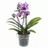 Фаленопсис Букет Дилайт 3-5 ствола