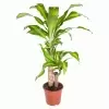 Драцена фрагранс Массанжеана 2 ст