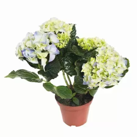 Гортензия Liberteen