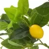 Лимон искусственное дерево