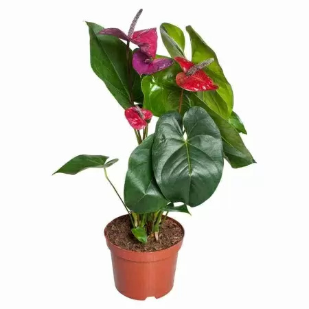 Антуриум андрианум Юта