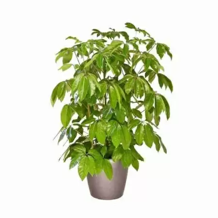 Шеффлера Амате