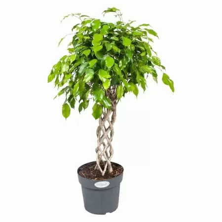 Фикус бенджамина Экзотика цилиндр