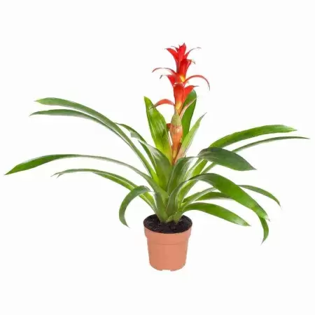 Гузмания Милена