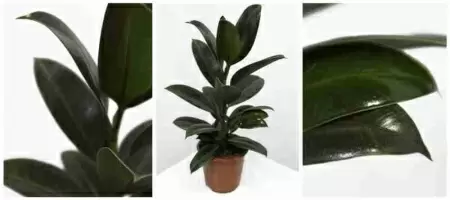 Фикус каучуконосный (эластика) Мелани