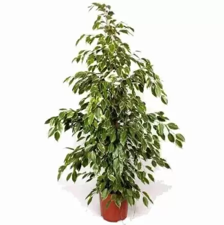 Гузмания Фрея 