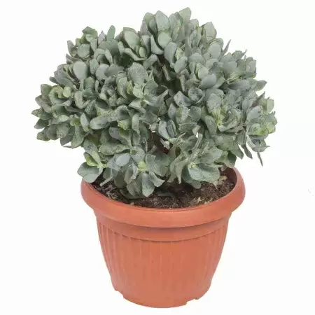 Крассула древовидная ундулатифолия