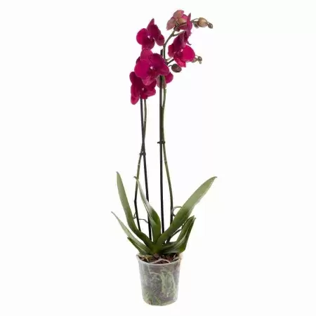 Фаленопсис Кармела