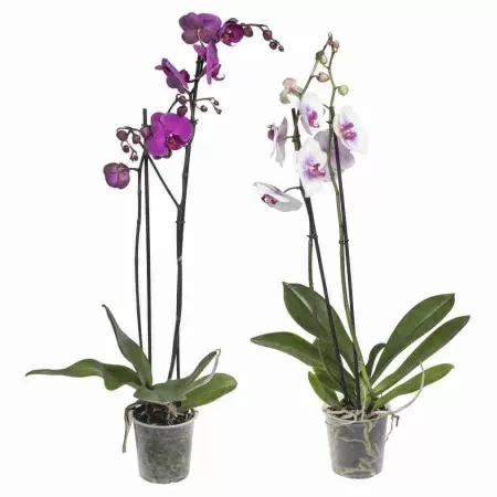 Фаленопсис Осенний