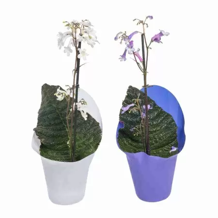 Стрептокарпус Парфуфлора микс