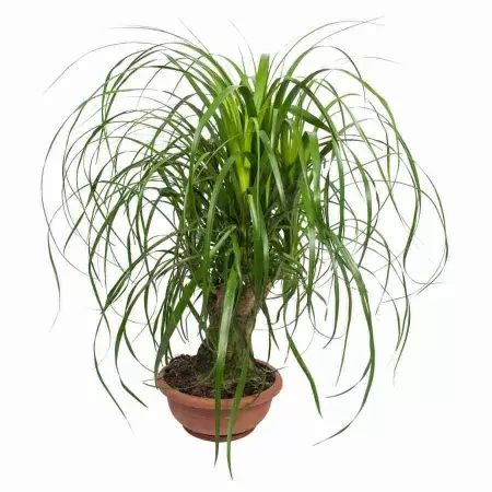 Бутылочное дерево