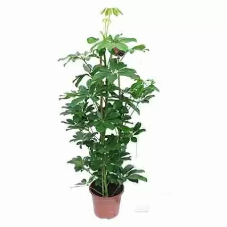 Шеффлера Компакта на опоре