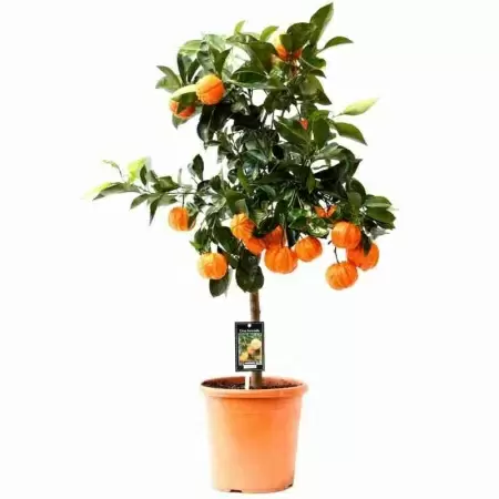 Цитрус Каналикулата