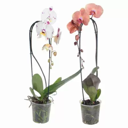 Фаленопсис Золотая лихорадка 1 ст