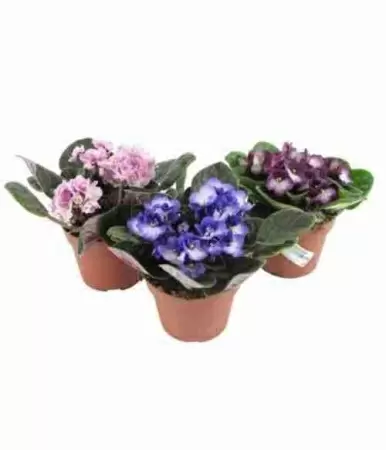 Фиалка Ситилайн