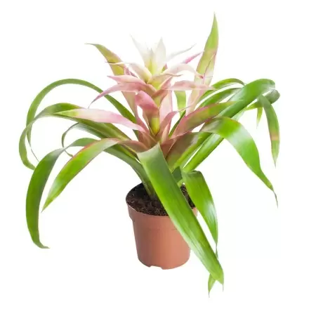 Гузмания Флоренс