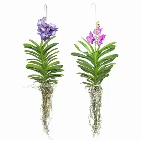 Ванда микс ампельная