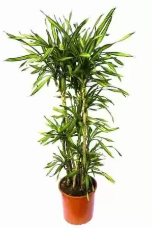 Драцена фрагранс Рики разветвленная