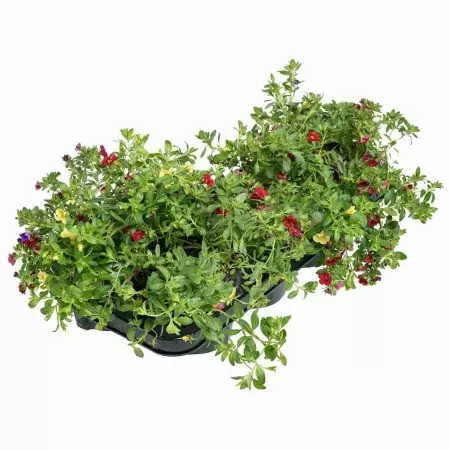 Калибрахоа Миллион колокольчиков Калибрахоа Миллион колокольчиков