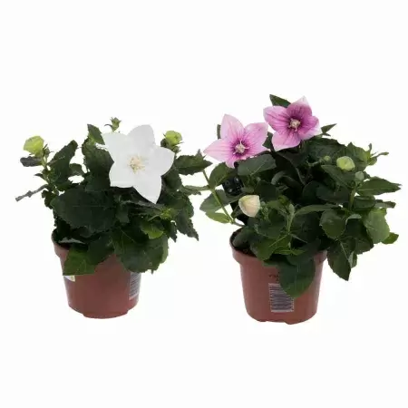 Платикодон микс