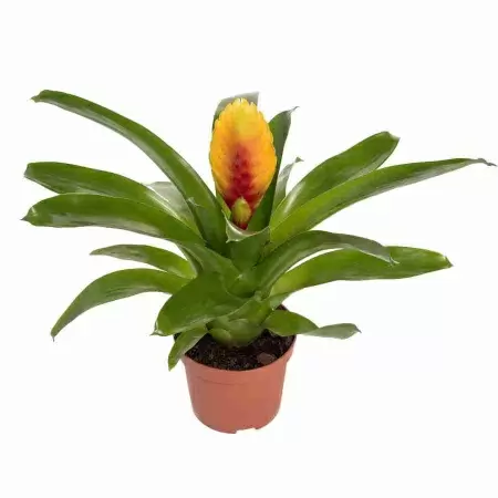 Вриезия  Кида