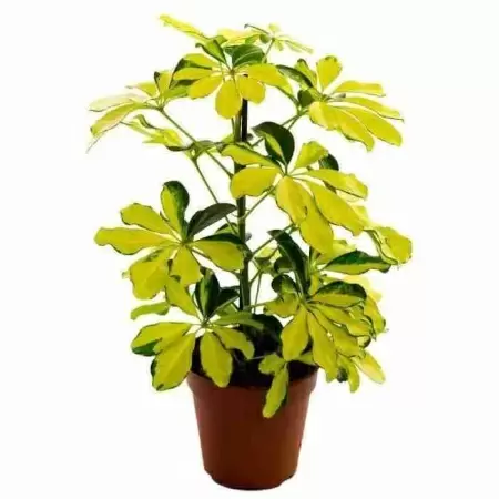 Шеффлера Мелани