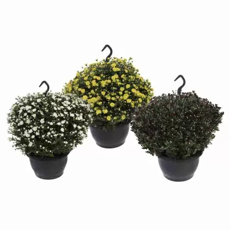 Хризантема Шар микс ампельная