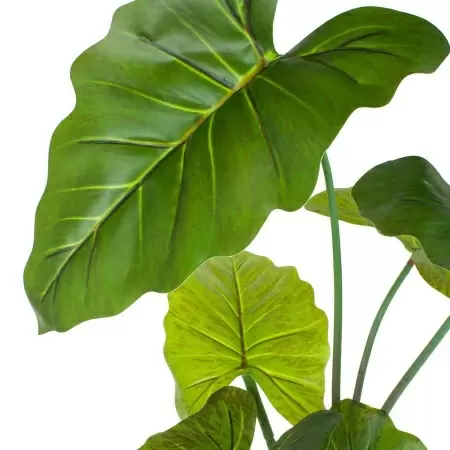 Алоказия искусственная Алоказия искусственная