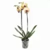 Фаленопсис Солид Голд 2 ст