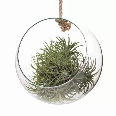 Тилландсия атмосферная Ионанта в стеклянном шаре