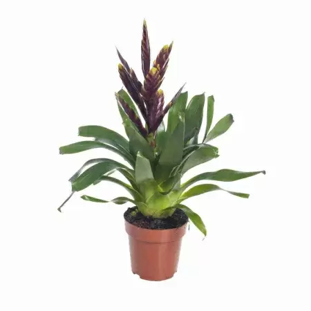 Вриезия Вог