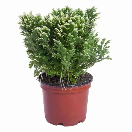 Селагинелла мартенси Марион