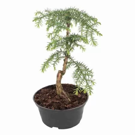 Араукария Каннингема