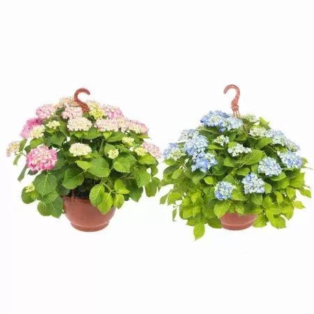 Гортензия Эрли ампельная микс