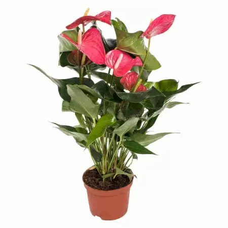 Антуриум андрианум Майн