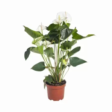 Антуриум Андрианум Чемпион Белый