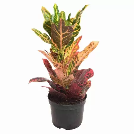 Кодиеум Экселент