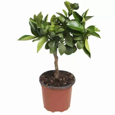 Цитрофортунела Лайм