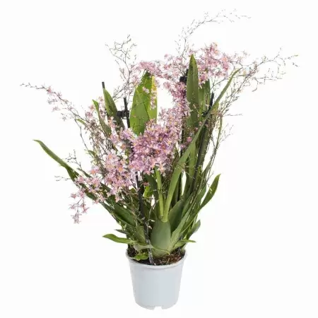 Онцидиум птицеклювый 4 ст