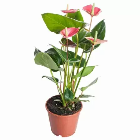 Антуриум андрианум Анквила