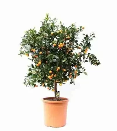 Цитрофортунелла Каламондин