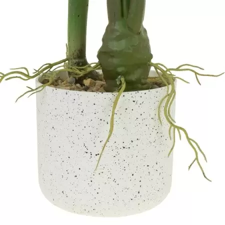 Алоказия искусственная Алоказия искусственная