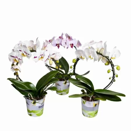 Фаленопсис зеркало Микс