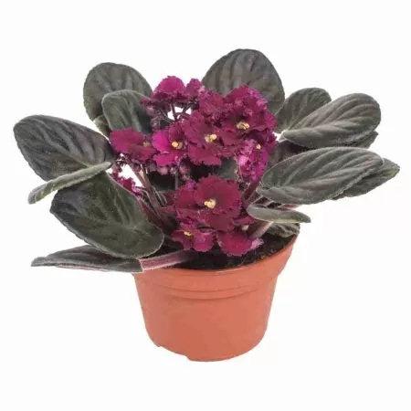 Фиалка Медисон