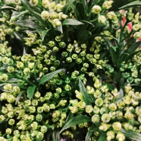 Гиперкиум искусственный Гиперкиум искусственный