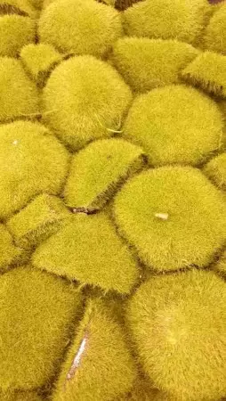 Мох с кочками