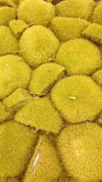 фото Мох с кочками Мох с кочками