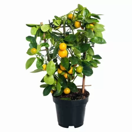 Цитрофортунелла Каламондин